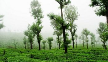 pollachi valparai athirapally tour packages